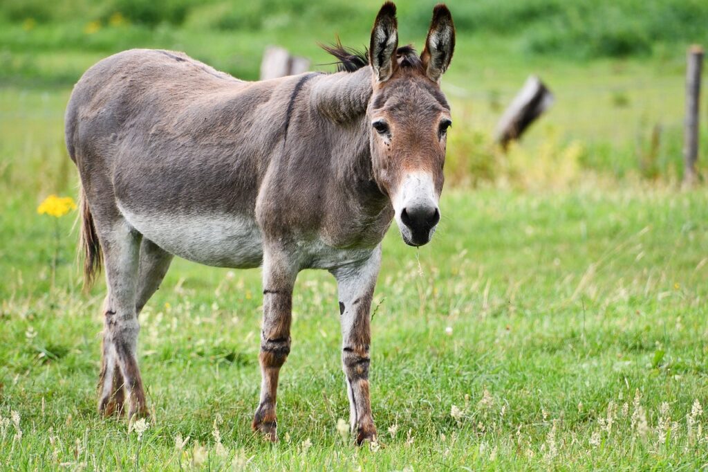 donkey, equine, mammal-5459627.jpg