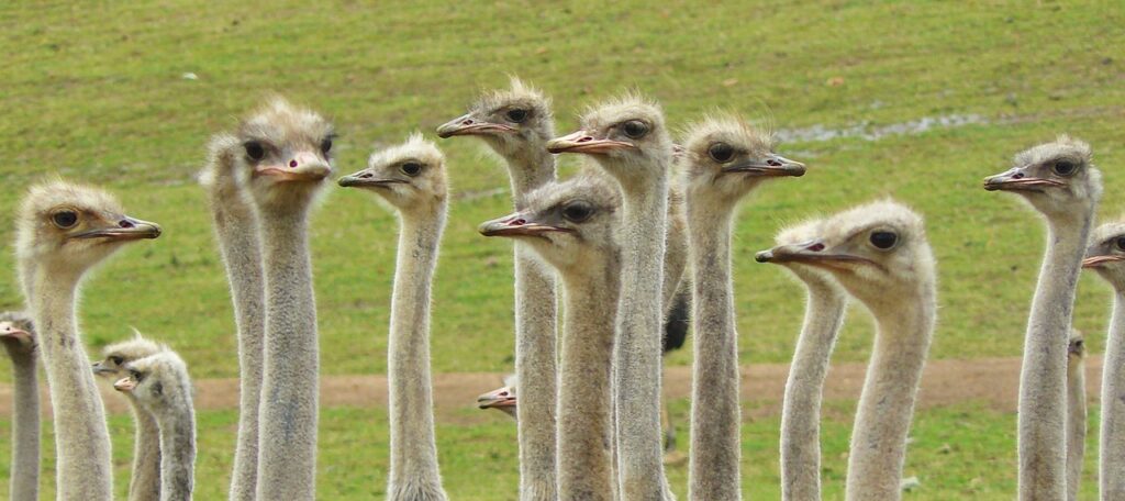 ostriches, strauss, ostrich-373339.jpg