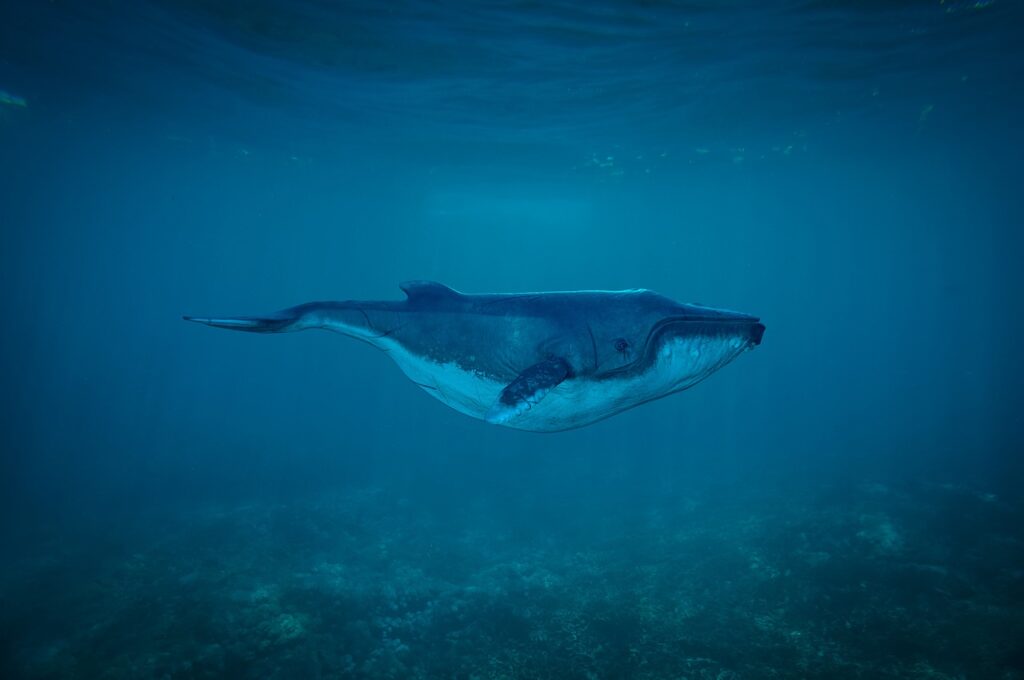 whale, ocean, sea-1696051.jpg