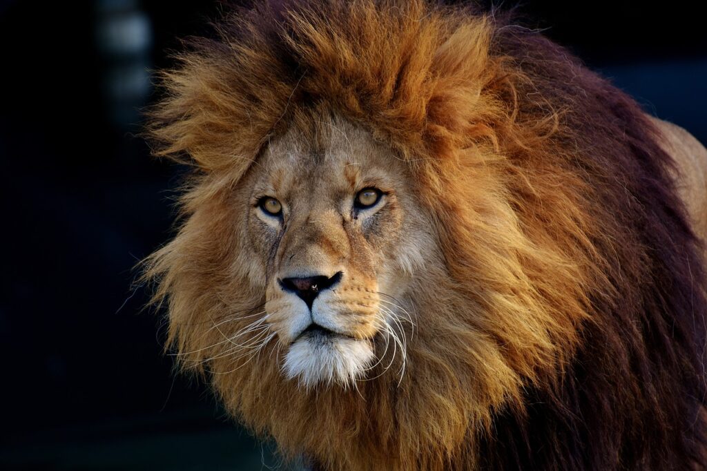 lion, animal, mane-3040797.jpg