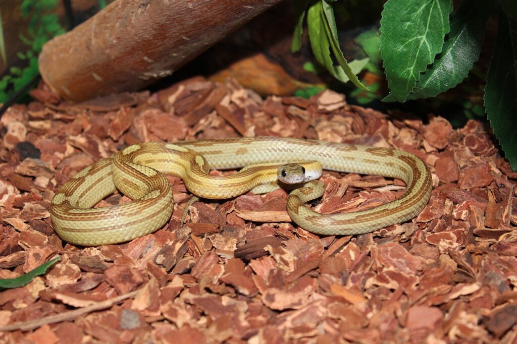 snake, panthérophis guttatus, reptile-3559282.jpg